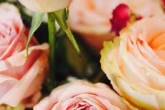 Pink roses